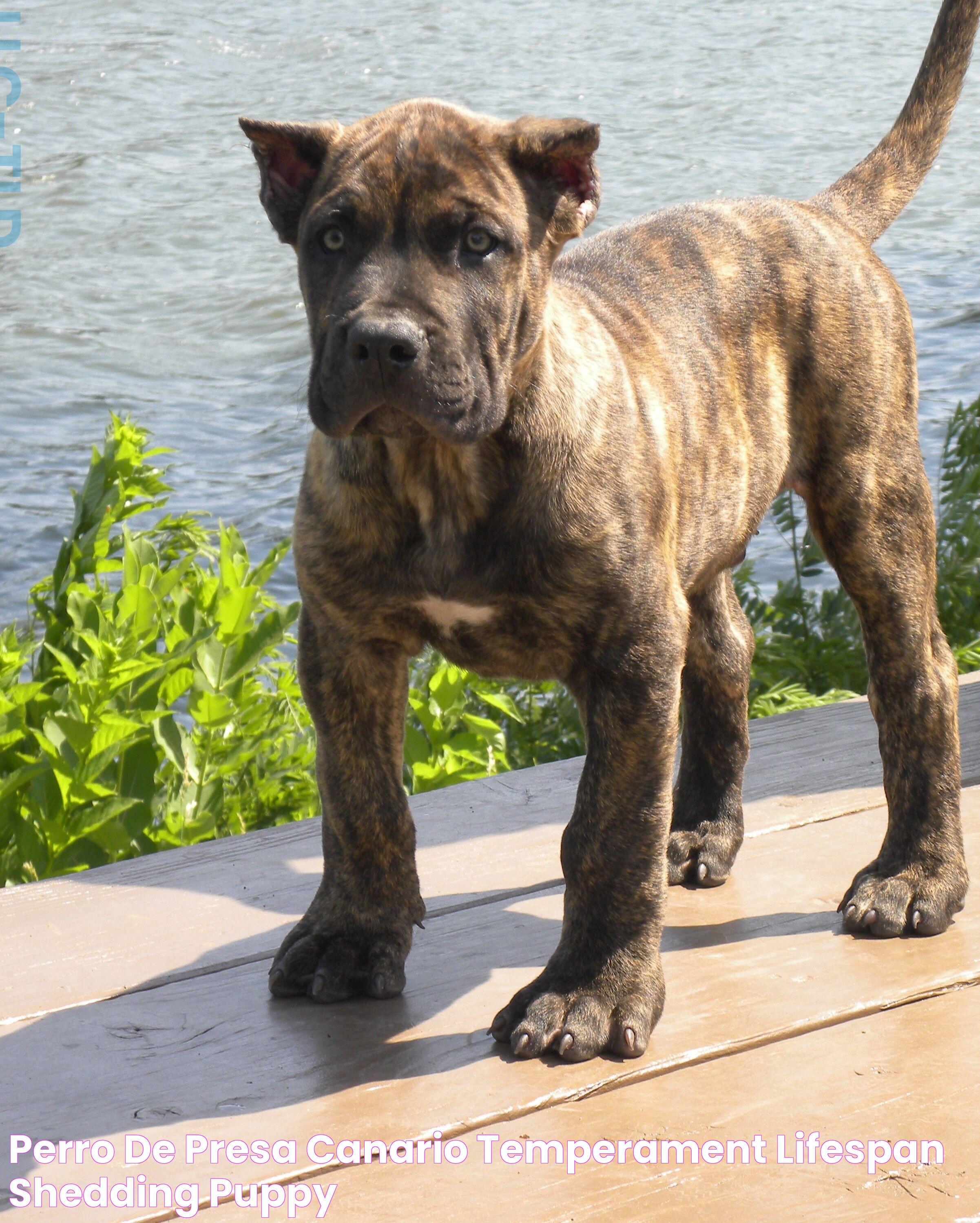 The Ultimate Guide To Presa Canario: Traits, Care, And Ownership Tips